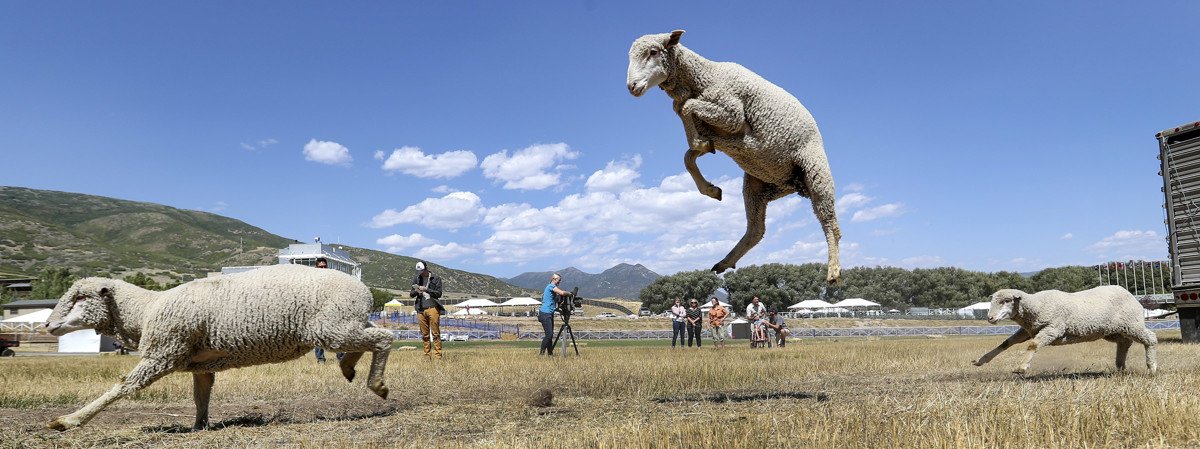 Hundreds of sheep were released from trailers Wednesday ahead of the 2018 Soldier Hollow Classic Sheepdog Championship and Festival at Soldier Hollow Nordic Center near Midway. deseretnews.com/article/900029…