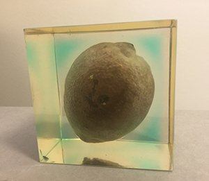 gtownlibrary's tweet photo. Have you had a chance to see the preserved lemon from the 1973 #lemonstration in the Booth Family Center for Special Collections? Learn more about this unusual artifact in our archives in our newest #blogpost! #tbt #HoyaHistory #GUArchives https://t.co/FEIQhwiEmg https://t.co/1ll1aggiYf
