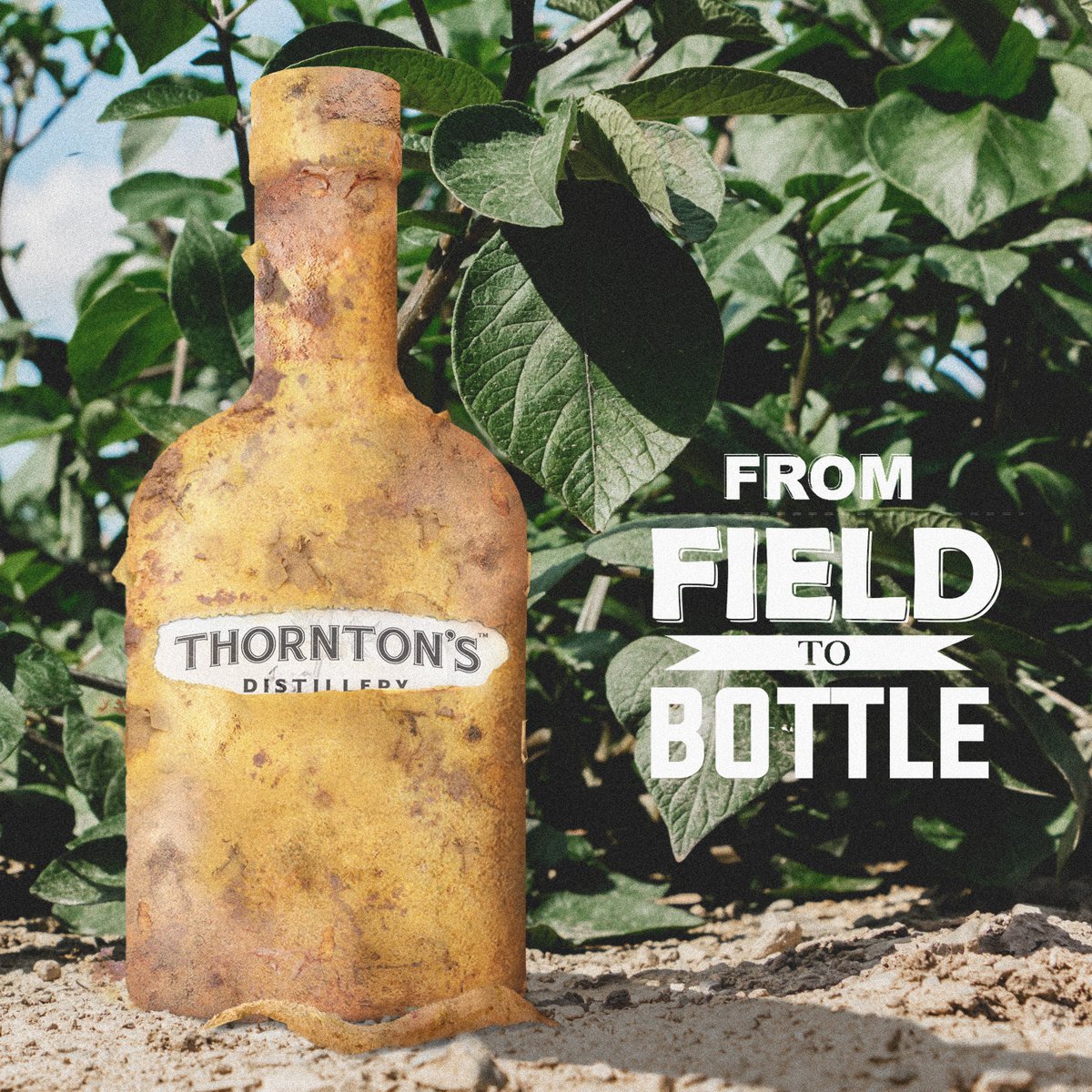 Only the finest quality Irish potatoes-nourished by natural Irish spring water-go into each bottle of Thornton's potato vodka, ensuring that a distinctive and sweet earthy flavour is preserved 'from field to bottle'.

#thorntonspotatovodka #potatovodka #fromfieldtobottle #farming