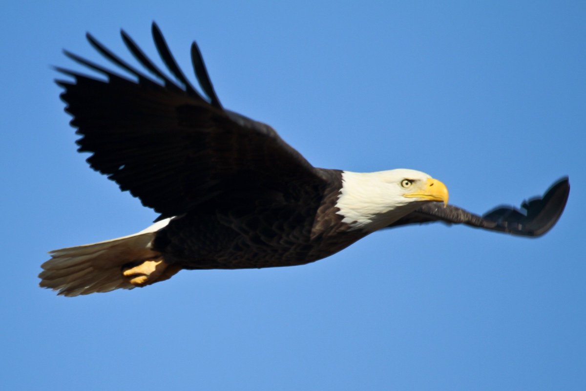 Happy Thursday! Did you know? On Thursday July 20th, 1782 the new United States of America decided that the bald eagle would serve as its official emblem.