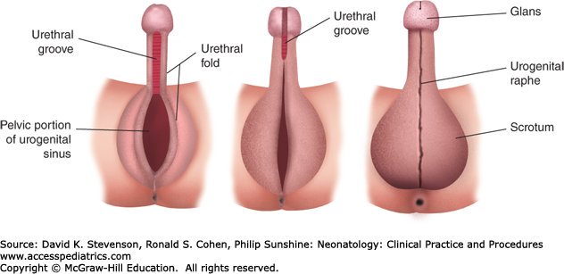 intersexual organs