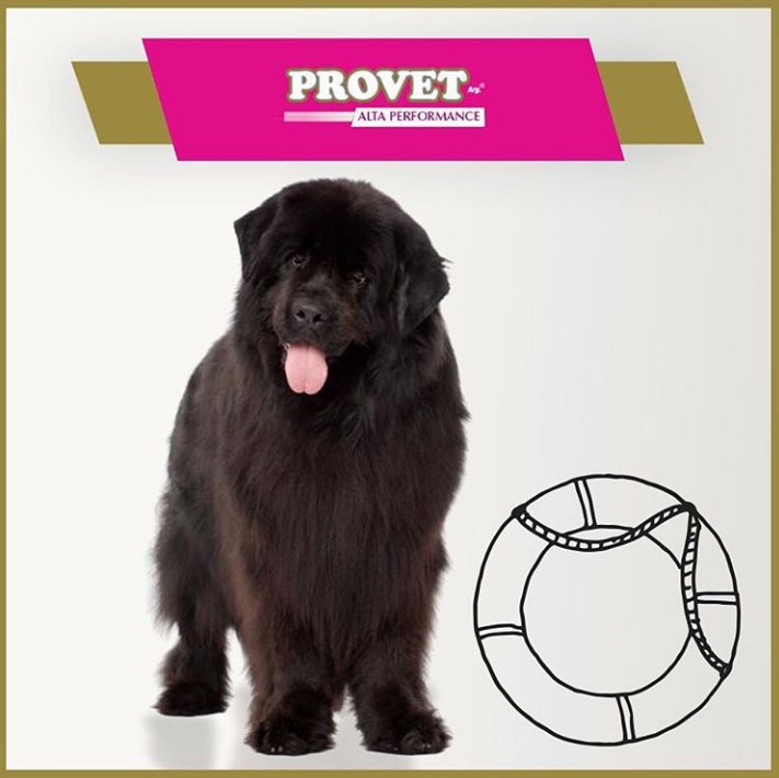 ProvetArg's tweet photo. PROVET ALTA PERFORMANCE 
Producto líder en el segmento, destinado a caninos con altos requerimientos de energía y proteínas. Satisface las más altas demandas nutricionales.
#trabajodigital https://t.co/qYXCI0U6vU