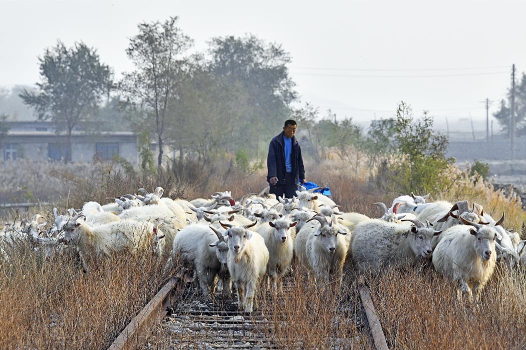 #私が見た中国
私の場合、線路際で撮った写真投稿が多くなってしまいがちです。

【その２】
遼寧省 瓦房店市にある 大連塩化（金城分公司）。
かつては 工場につながっていた 標準軌の廃線跡で、アンダークロスする 塩の列車の通過を待っていると、先に やってきたのは 羊の群れだった。