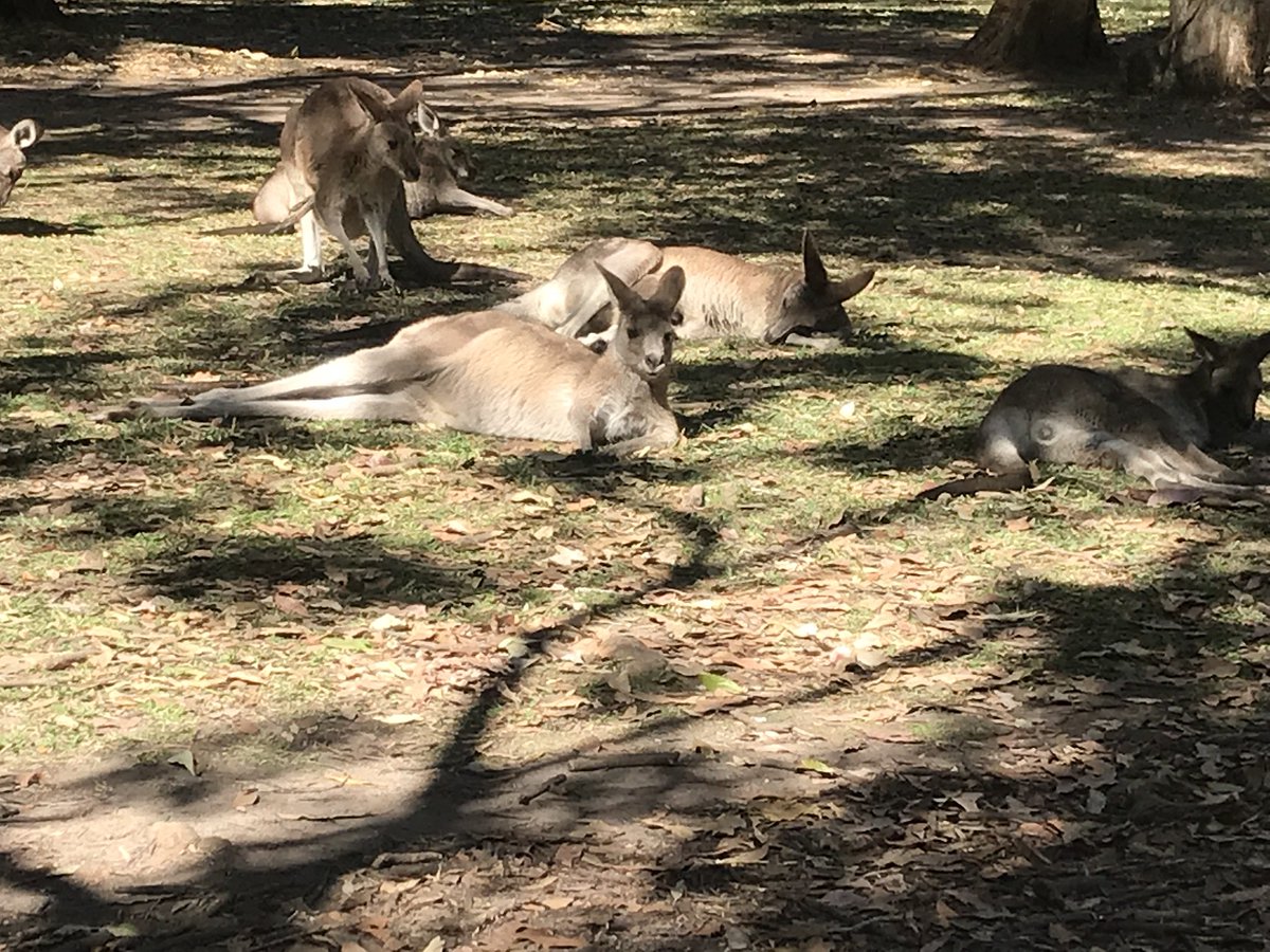 BritGeoSurvey's tweet photo. In our latest #GeoBlogy, @charlie_maxson a PhD student between the @UniofAdelaide @UniofNottingham & @BritGeoSurvey tells us about his research looking at #Holocene #rainfallvariability & #humanimpact in subtropical #Australia (there are even #kangaroos!) https://t.co/lr2bH7kkn3 https://t.co/ugPZJJYNK0