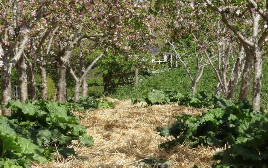 Trees &amp; #crops: managing the #tree understorey in a #horticultural #agroforestry system, for increased #food production &amp; #biodiversity ow.ly/18om50iknOS <a href="/OrgResCent/">Organic Research Centre</a> <a href="/AGFORWARD_EU/">AGFORWARD</a>
