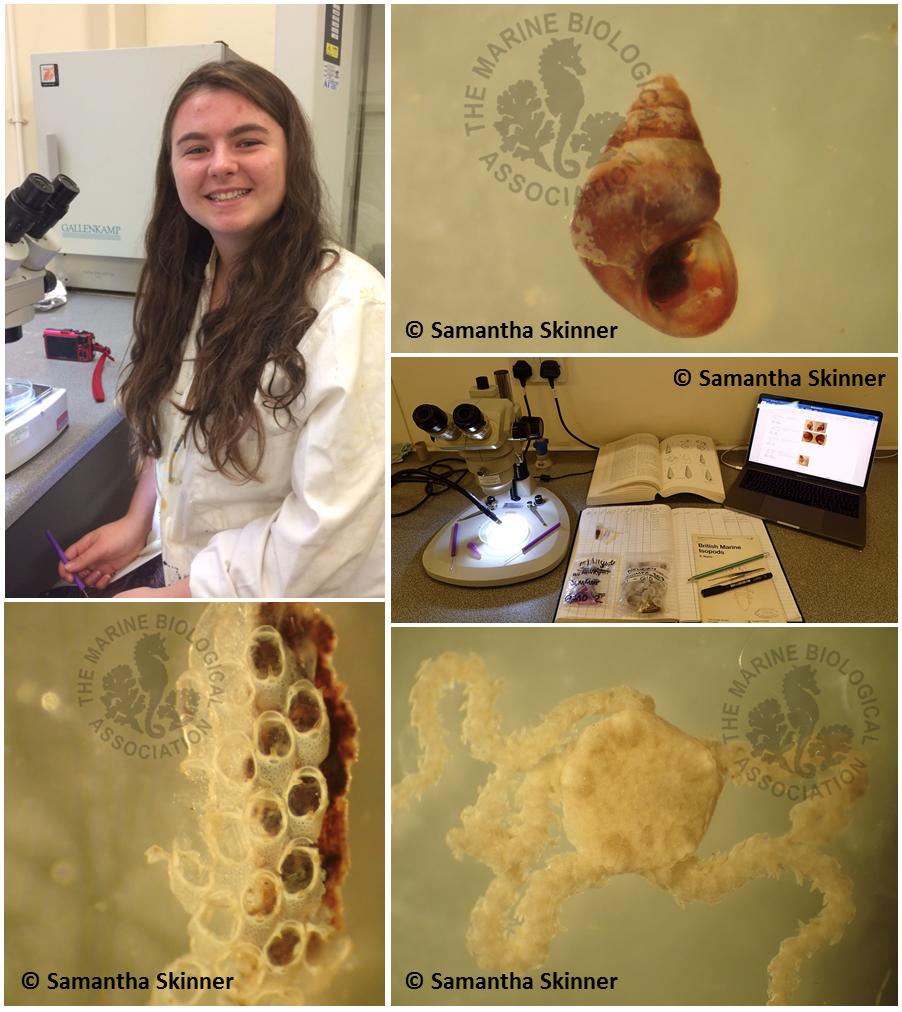CapturingRCoast's tweet photo. Today we're highlighting the work of @sheffielduni student and @CapturingRCoast volunteer @Samanth70853742 who has been helping us identify epifauna removed from Sargassum muticum (Japanese Wireweed) samples in @thembauk #CoCoastSW lab. We're looking at what inhabits S.muticum... https://t.co/ONyQKb7fxW