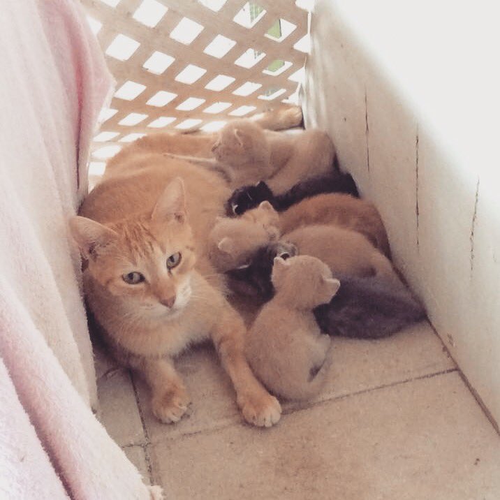 causeforpawsfl's tweet photo. Ginger mom with her kits -2 weeks old #AdoptDontShop #AdoptMe #Adoptable #AdoptableCats #AdoptableKittens #Rescue #CatRescue #RescueCat #RescueKitten #CatLife #CatHaven #Sanctuary #CatSanctuary #KittenRescue #KittenSanctuary #FosteringSavesLives #Foster #CatAddicts #KittenAddicts https://t.co/szCqQCoWf8