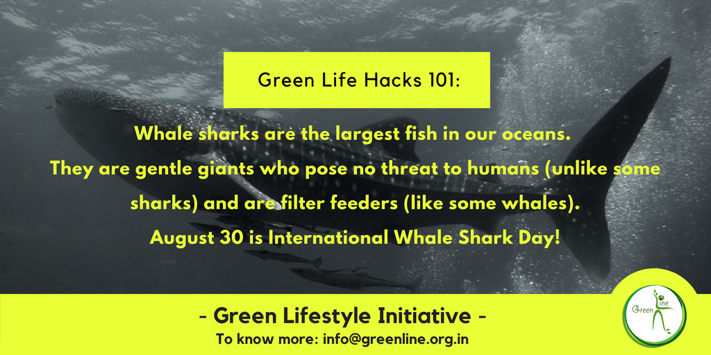 GreenLineMumbai's tweet photo. Whale sharks are commonly also seen in the Rann of Kutch in Gujarat, making them no stranger to us!

#whaleshark #greenline #knowyourfish #gujarati https://t.co/kQXRNTUXrR