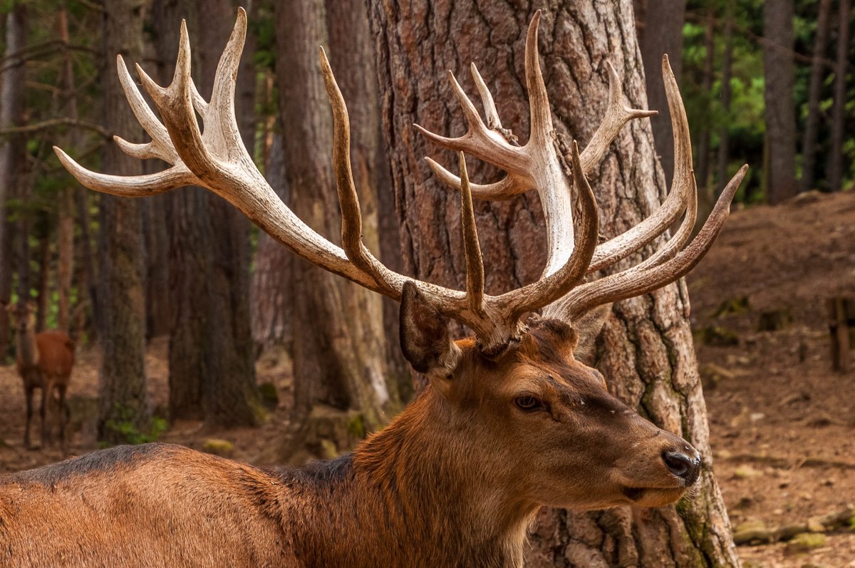 ¿Sabías qué las cuernas solo las tienen los ciervos machos? Cada asta suele medir 70 centímetros de largo y tienen entre 4 y 6 ramificaciones.