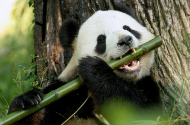 ElBamboo's tweet photo. 🐼Did you know that...
#Panda spends most of his time during the day to eat? He's been working for 12 hours, and he's always in excellent shape. Not bad, huh?
#bamboo #forest #eeeeeats #plantpowered #zerowaste #organic #healthyfood #ecofriendly #naturallifestyle #ecoblogger #eco https://t.co/Zf85d7yOfk