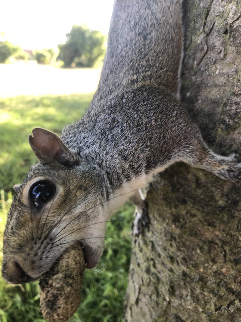 MaxmooreART's tweet photo. Tame squirrels walking through the cemetery https://t.co/ujdJn29Q9E