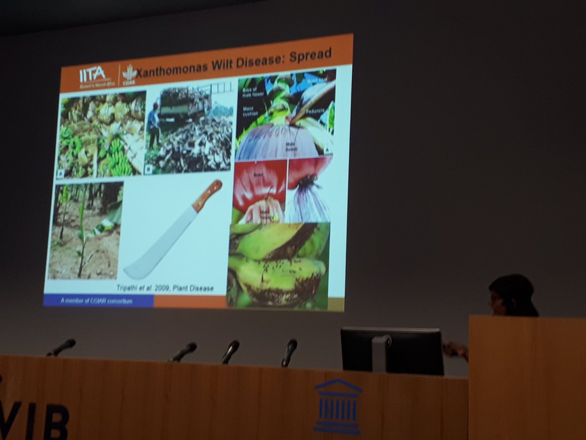SylvieDeBuck's tweet photo. "Banana is a very important crop in Africa, but is threathened by several diseases" says Leena Tripathi of IITA, Kenya #ipboconf18 https://t.co/wBR3JVP1Fs