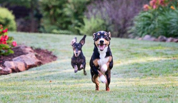 DogsByLisa's tweet image. Getting #Ariborne  That is Pure #Joy 😄😃😃