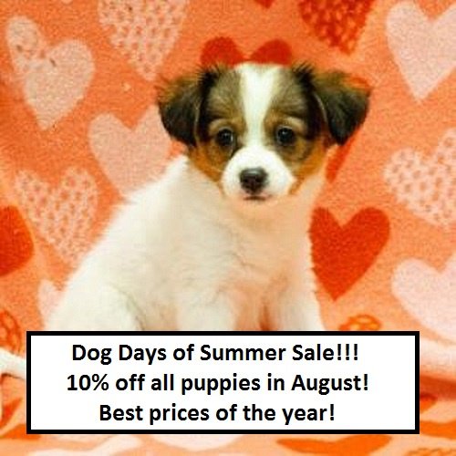 AlliesPetCorner's tweet photo. ONLY ONE MORE DAY to take advantage of our August Monthly Specials! Get 10% off all puppies and 20% off all dog toys through August 31st!
https://t.co/NBfWd90Ob1
#Roc #NY #MonthlySpecials #PetsOfRoc https://t.co/nAPrri0Id7