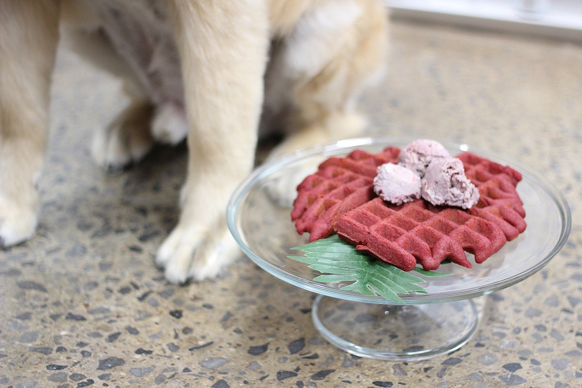 puppy cake puppycakellc twitter