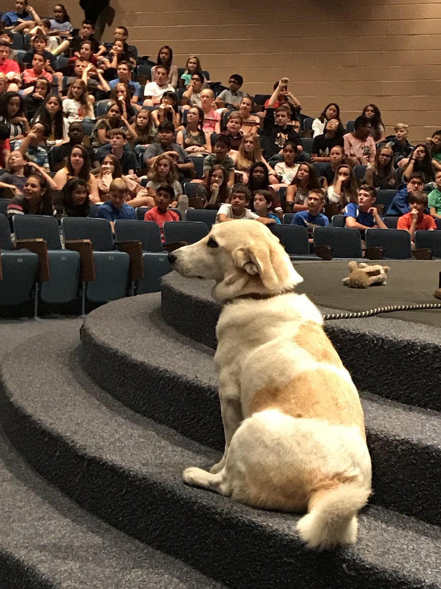 RobinsonLibrary's tweet photo. Star of the day @FredTheAfghan https://t.co/okk1n1vrCw