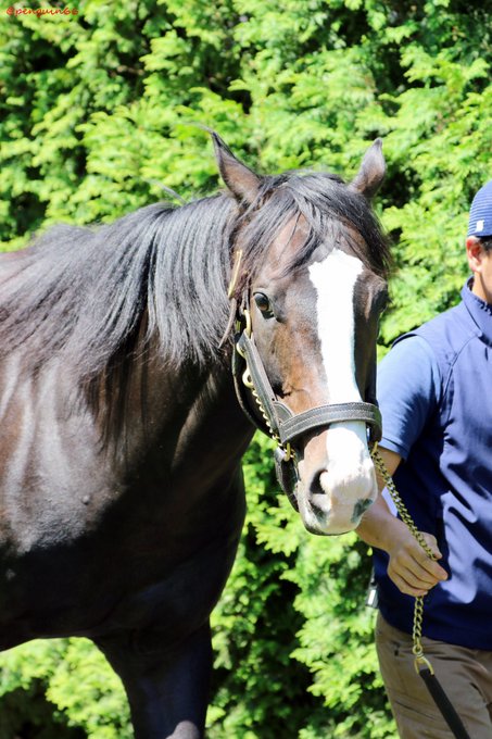 ぺんぎんさん Penguin66 18年08月 Twilog