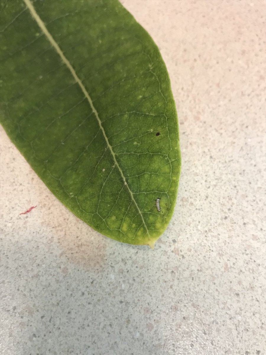MrsGraves4th's tweet photo. Meet Nibble, our classroom pet! He is a Monarch Caterpillar. We are so excited to watch him grow and observe him. 🐛🦋#sheisgolden https://t.co/ljPwljldgk