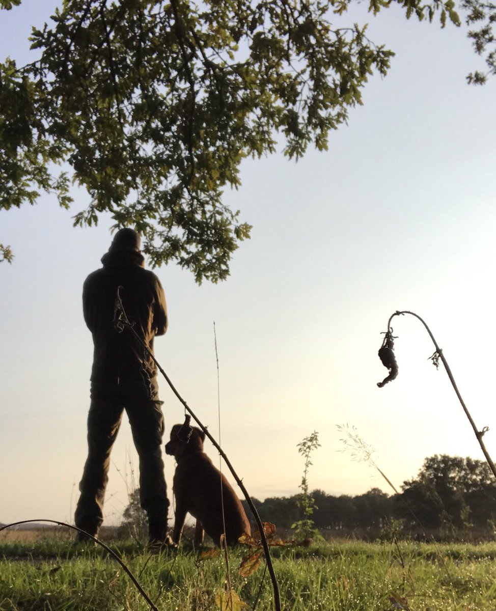 WildLifeMarc's tweet photo. Ochtendstond op het Dwingelderveld https://t.co/a022V8PSMx