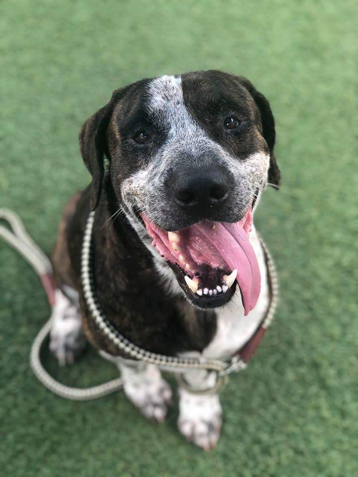 Orlando-Urgent Dogs tweet media