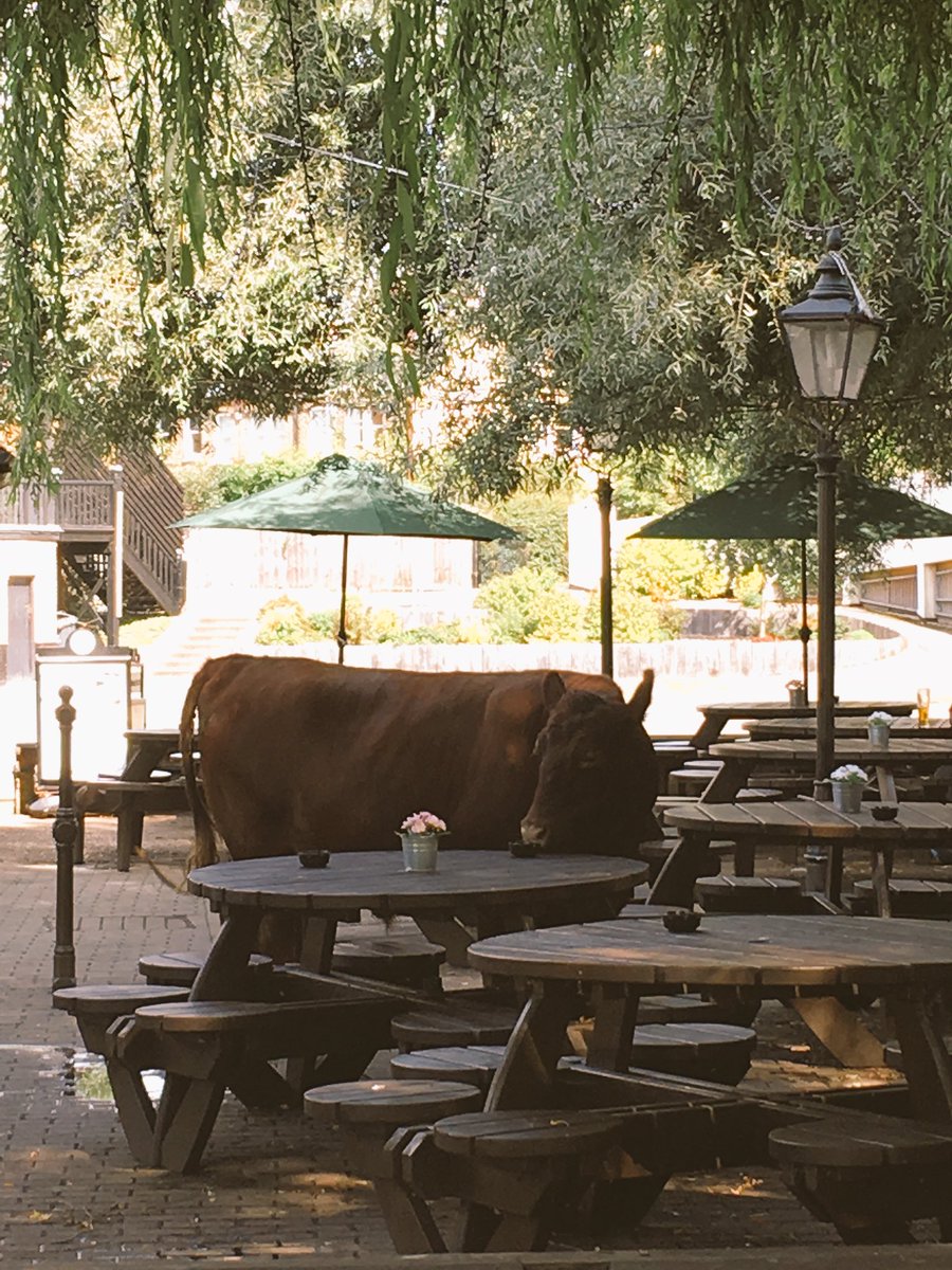 CambridgeCow's tweet photo. Itโs #ThirstyThursday in Cambridge at the Fort St George pub https://t.co/u8dgU5dope