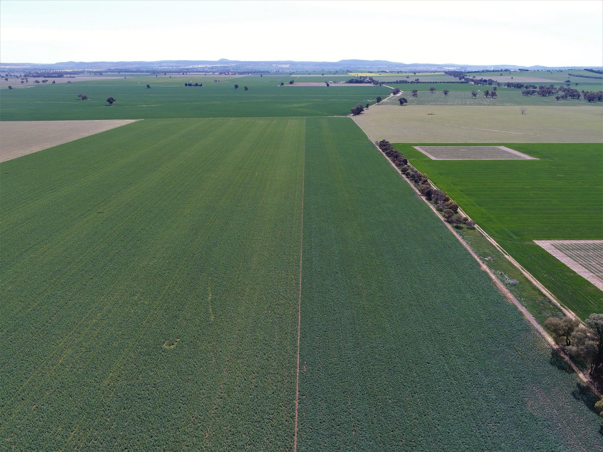 CaptainCanola's tweet photo. Amazing drone photos - Pacific Seeds New #Hyola 580CT dual tolerant non-GM hybrid up against InVigor T4510. Spray trials in the crop show the flexibility & versatility of the CT technology. Photos: #Hyola 580CT is the darker green leaf color hybrid @pacseedswinter @PacSeeds_CWNSW https://t.co/5ICctsIafj
