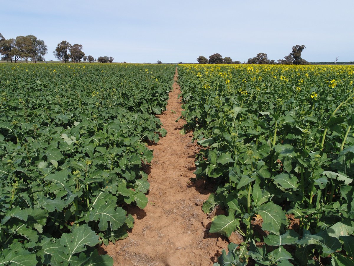 CaptainCanola's tweet photo. Amazing drone photos - Pacific Seeds New #Hyola 580CT dual tolerant non-GM hybrid up against InVigor T4510. Spray trials in the crop show the flexibility & versatility of the CT technology. Photos: #Hyola 580CT is the darker green leaf color hybrid @pacseedswinter @PacSeeds_CWNSW https://t.co/5ICctsIafj