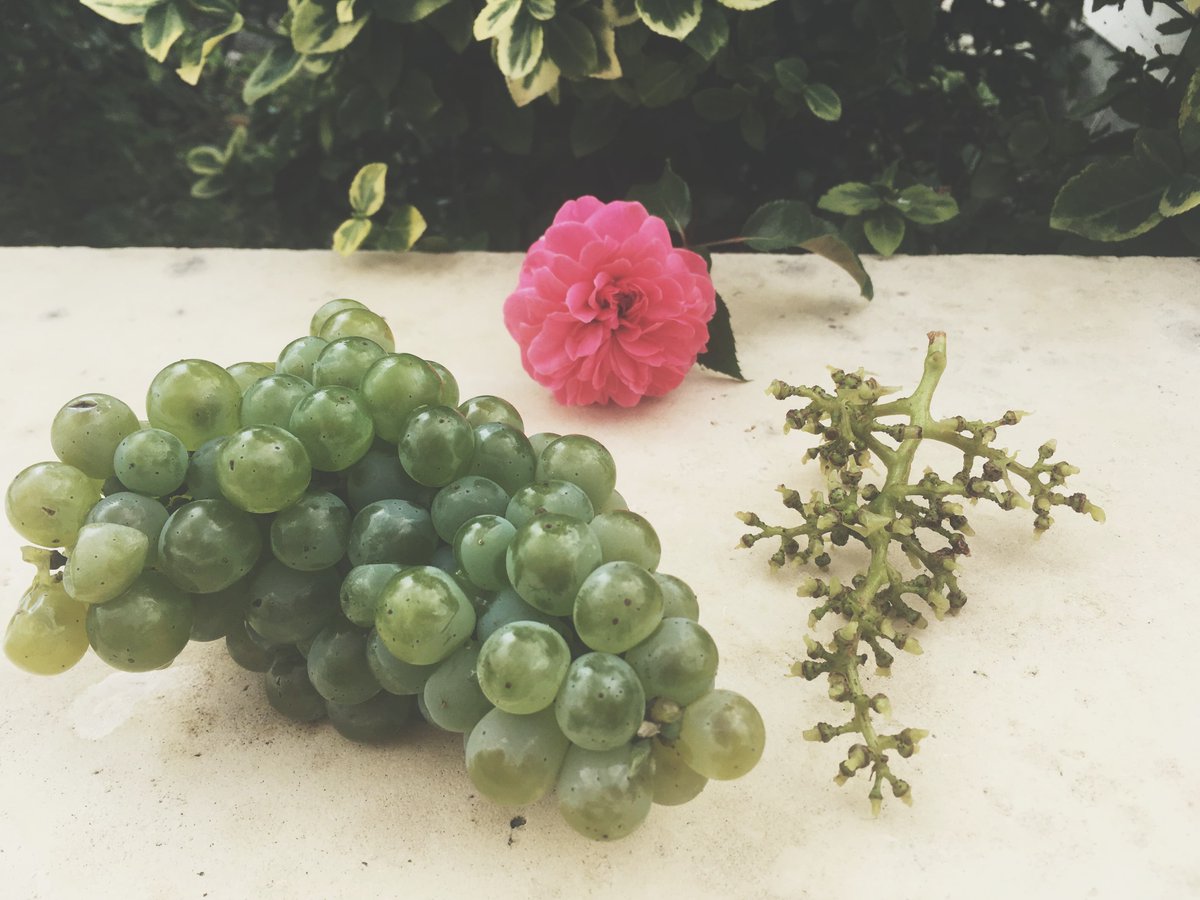 Les vendanges continuent à Chantegrive. Les sauvignons blancs arrivent jour après jour au chai. 
On vous montre un petit aperçu de l'éraflage sur cette jolie photo. 🍇☀️🌹 #harvest #chantegrive  #sauvignonblanc #winelovers #bordeauxwine <a href="/vinsdebordeaux/">Les Vins de Bordeaux 🍇</a> @vinsdegraves33