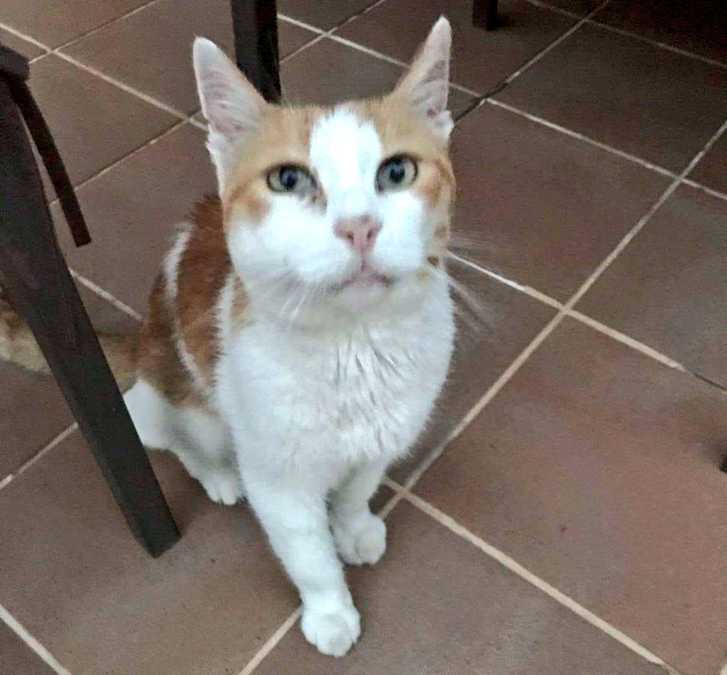animalsmaresme's tweet photo. Gatet trobat a #VilassardeMar (zona de les Pinedes). És vellet, boníssim i no porta xip, si coneixes la seva família > 600607992 #gràcies #maresme https://t.co/2s6zy5yLjN