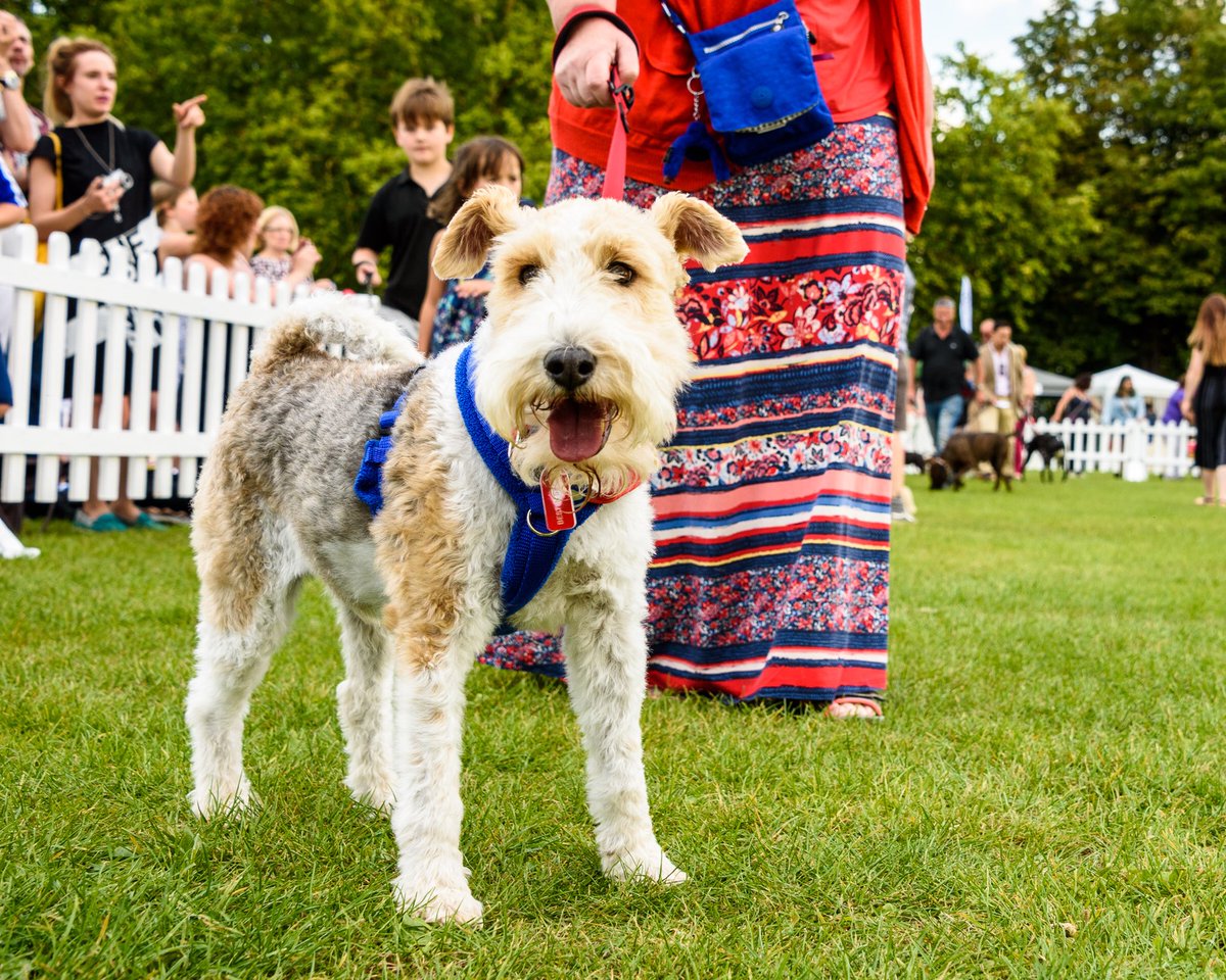 List of dog show classes for #pupaid2018! Registration opens at 10am with first class ‘Golden Oldies’ at 11am. We recommend you arrive early to make sure your dog is booked in :) #LucysLaw #wheresmum #adopt #PrimroseHill #London #DogsofTwitter