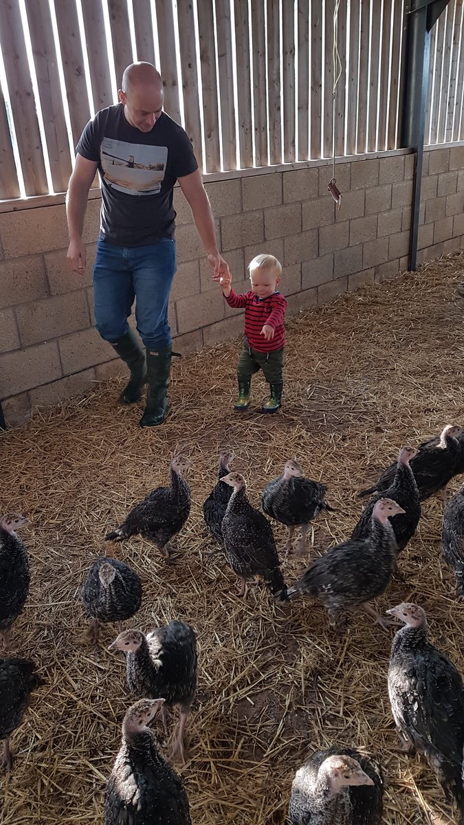 Hartsturkeys's tweet photo. Busy day here at HTT @GoldenTurkeys ...
- Turkeys fed ✅
- Turkeys have clean straw ✅
- Gruffalo wellies field tested ✅ https://t.co/Pj4dZdVbmD