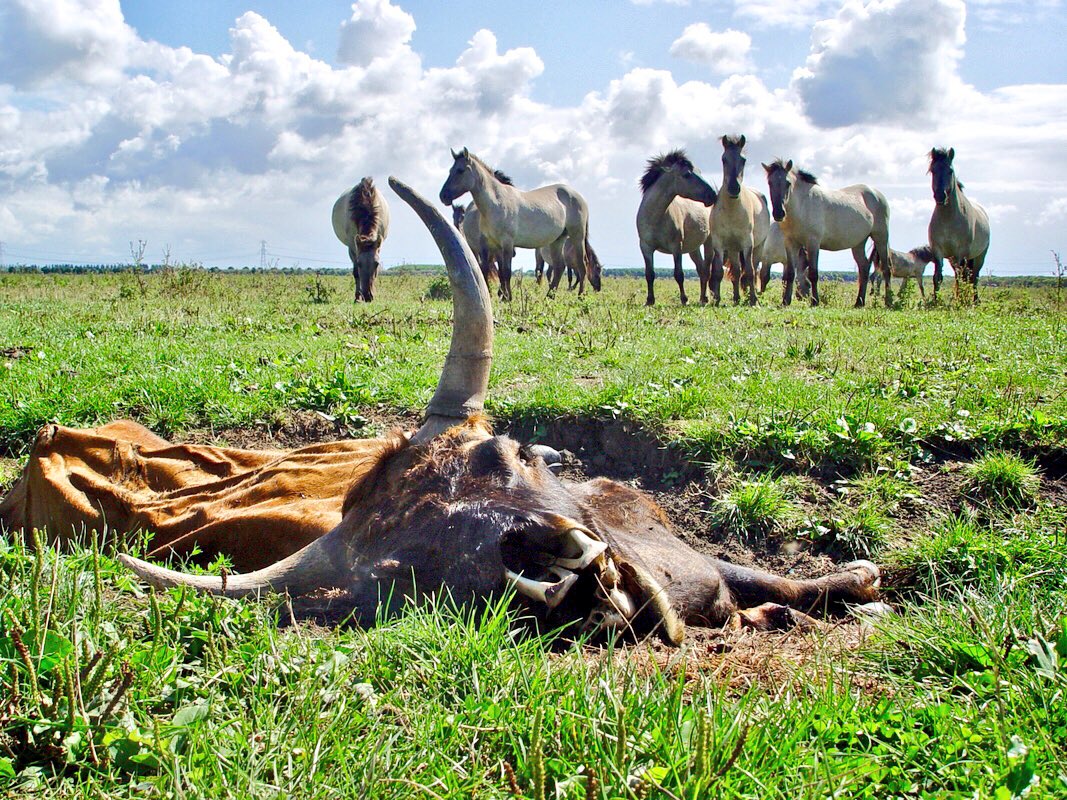 gerald_trip's tweet photo. De fake natuur van Lelystad.  Genaamd Oostvaardersplassen het grootste legale crepeer gebied van Europa. @Volg_OVP @Gerbijl @HELPOVP @HaroldHofstra @ZangeresHanny @Dierenrechten https://t.co/WbnwqSMhn4