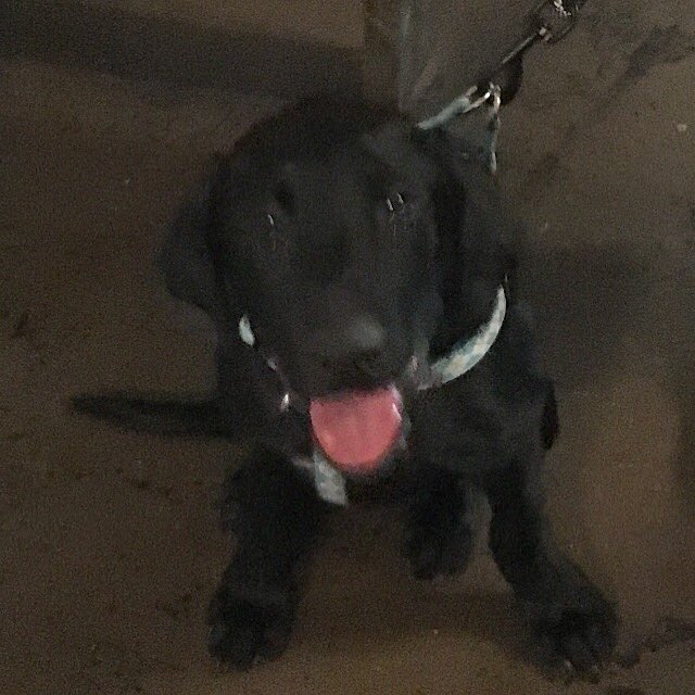 crafty5points's tweet photo. Crafty Dog of the Week is George, a super cute 4 month old lab who was just too excited to sit still! If you see George this week be sure to say hello and snap a pic 📸🐶 

#craftycanines #dogoftheweek #dogclub #craftbeer #dog #winner #drinklocal https://t.co/Kc2Y4LZb9I