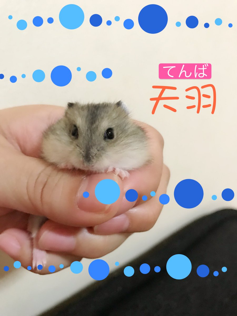 Junjun そして 小さな頃からお転婆で大暴れしていた トイレの向こうに落ちておかあちゃんを呼んでいた ノーマルの女の子は お転婆から てんば 漢字は可愛らしく天使の羽の天羽と付けました 白の男の子は優男で白い子だから優白 ましろ 女の子 Junjun そして 小さな頃からお転婆で大暴れしていた トイレの向こうに落ちておかあちゃんを呼んでいた ノーマルの女の子は お転婆から てんば 漢字は可愛らしく天使の羽の天羽と付けました 白の男の子は優男で白い子だから優白 ましろ 女の子