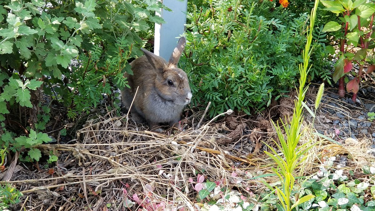 みのり على تويتر 野良ウサギ発見 野良うさぎ