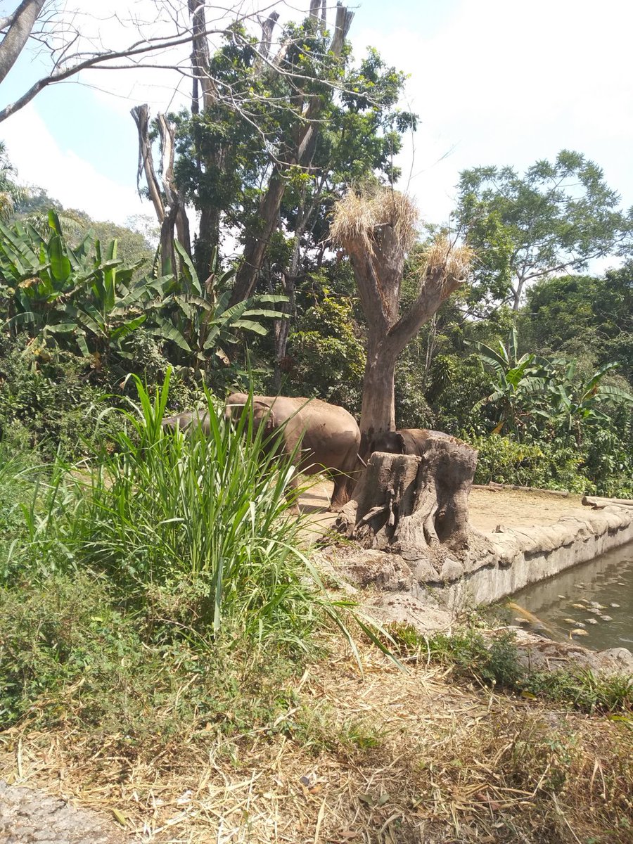 Serunya Berlibur Ke Taman Safari dianrachmawatisite.wordpress.com/2018/08/30/ser…