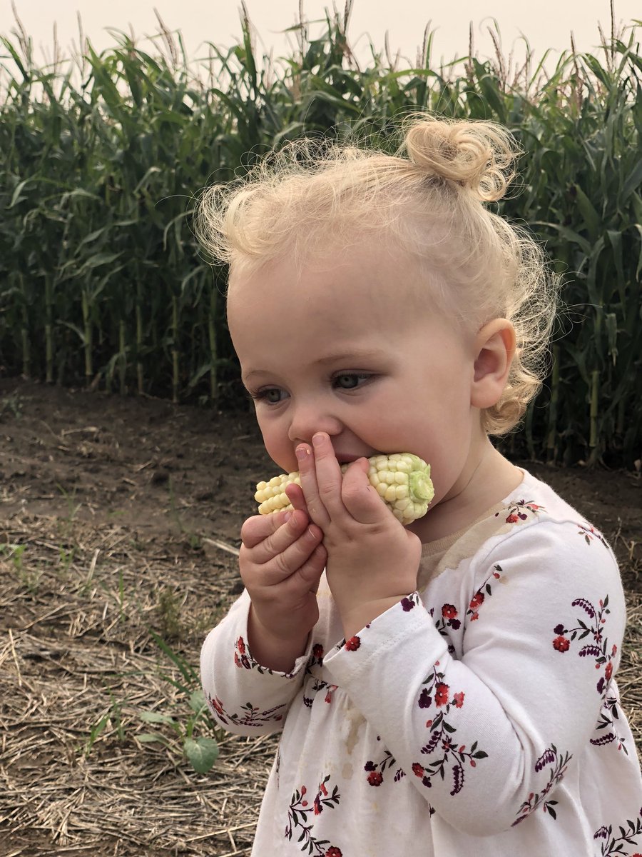 Justineckert1's tweet photo. Always fun checking cornt(corn) field and harvesting wheat with my little farmer🌾🚜😍#cornt #futurefarmer #farmersedge #Harvest18 https://t.co/h1tGJTA1h3