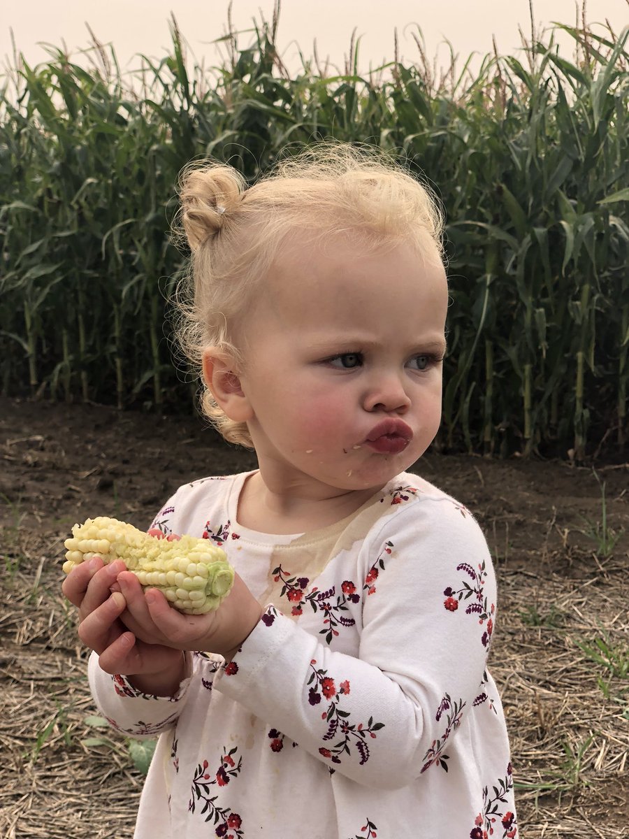 Justineckert1's tweet photo. Always fun checking cornt(corn) field and harvesting wheat with my little farmer🌾🚜😍#cornt #futurefarmer #farmersedge #Harvest18 https://t.co/h1tGJTA1h3