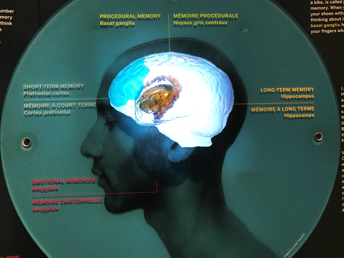 Ottawa_Tourism's tweet photo. It’s the last weekend to check out @MuseumofNature’s special exhibition, Brain: The Inside Story, on until September 3rd! https://t.co/L7C0dC1AL6 #MyOttawa https://t.co/3GT8eSmhDb