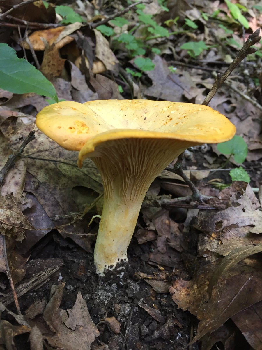 UMNMycology's tweet image. Some #Mushrooms observed during our last #Foray at Whitewater #StatePark (July 2018).

#Mycology #Fungi #Forest #Minnesota #Mushroom #Amanita #Chanterelle #Cantharellus #Fungus #FruitingBodies #Mycelium