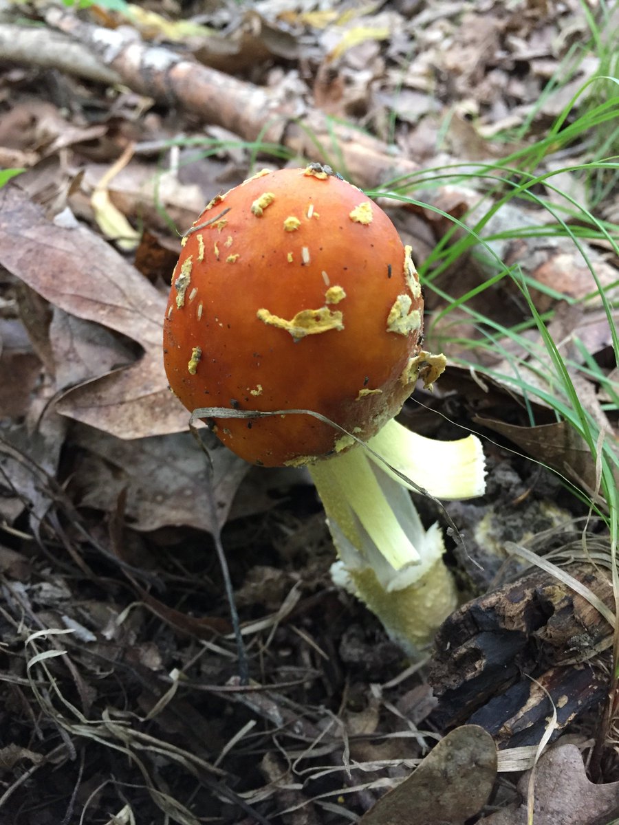 UMNMycology's tweet image. Some #Mushrooms observed during our last #Foray at Whitewater #StatePark (July 2018).

#Mycology #Fungi #Forest #Minnesota #Mushroom #Amanita #Chanterelle #Cantharellus #Fungus #FruitingBodies #Mycelium