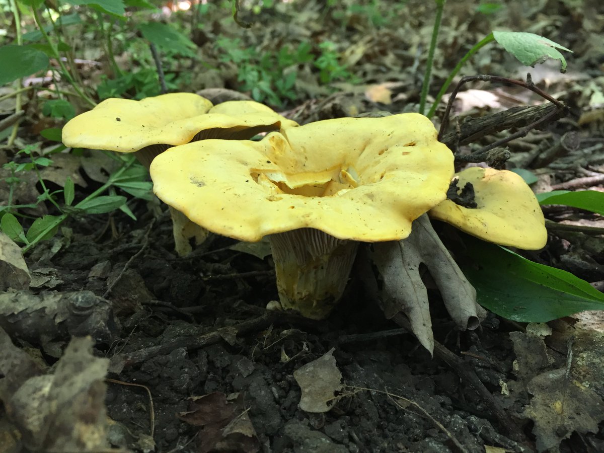 UMNMycology's tweet image. Some #Mushrooms observed during our last #Foray at Whitewater #StatePark (July 2018).

#Mycology #Fungi #Forest #Minnesota #Mushroom #Amanita #Chanterelle #Cantharellus #Fungus #FruitingBodies #Mycelium