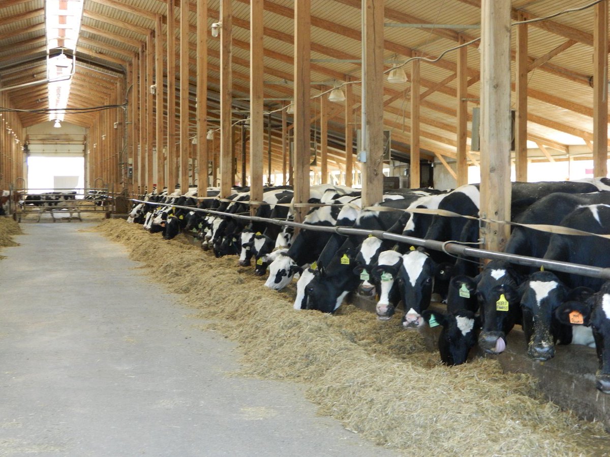 TheUrbanCowboy's tweet photo. In light of #NAFTA negotiations, dairy farmers plead with Canadians to immediately message Prime Minister, federal #ag minister and local MPs to show support for Canadian #dairy sector. Plea and sample message here https://t.co/hzuGcXSFcq #cdnag https://t.co/Q1HH4TUIUs