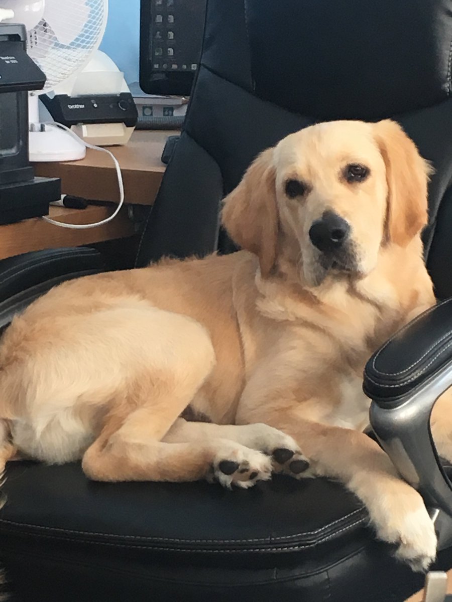 AimsLimited1's tweet photo. Obviously at 20 weeks old our company security officer has more than grown into the chair. Though a little more 'laid back' than his more alert younger self. https://t.co/E1hBj2wbmm