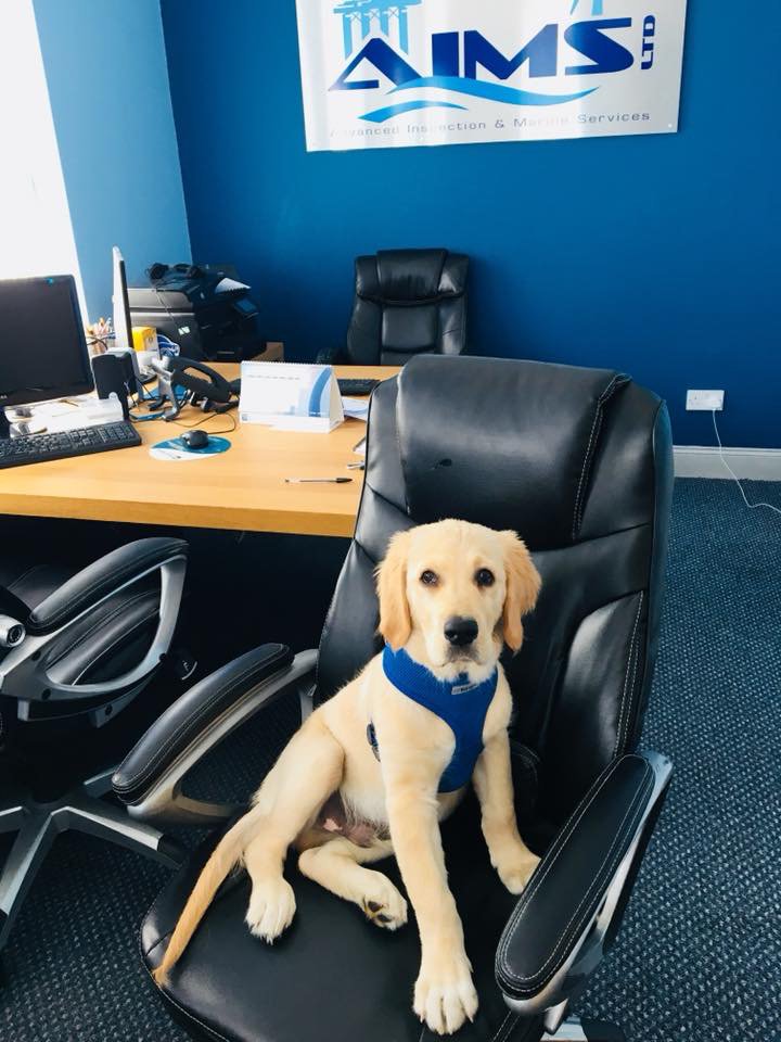 AimsLimited1's tweet photo. Company security officer at 10 weeks old. https://t.co/FiG5pC4LGR