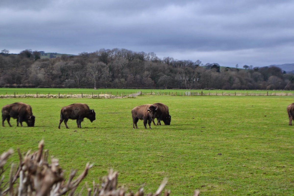 Corwen Walking Fest tweet media