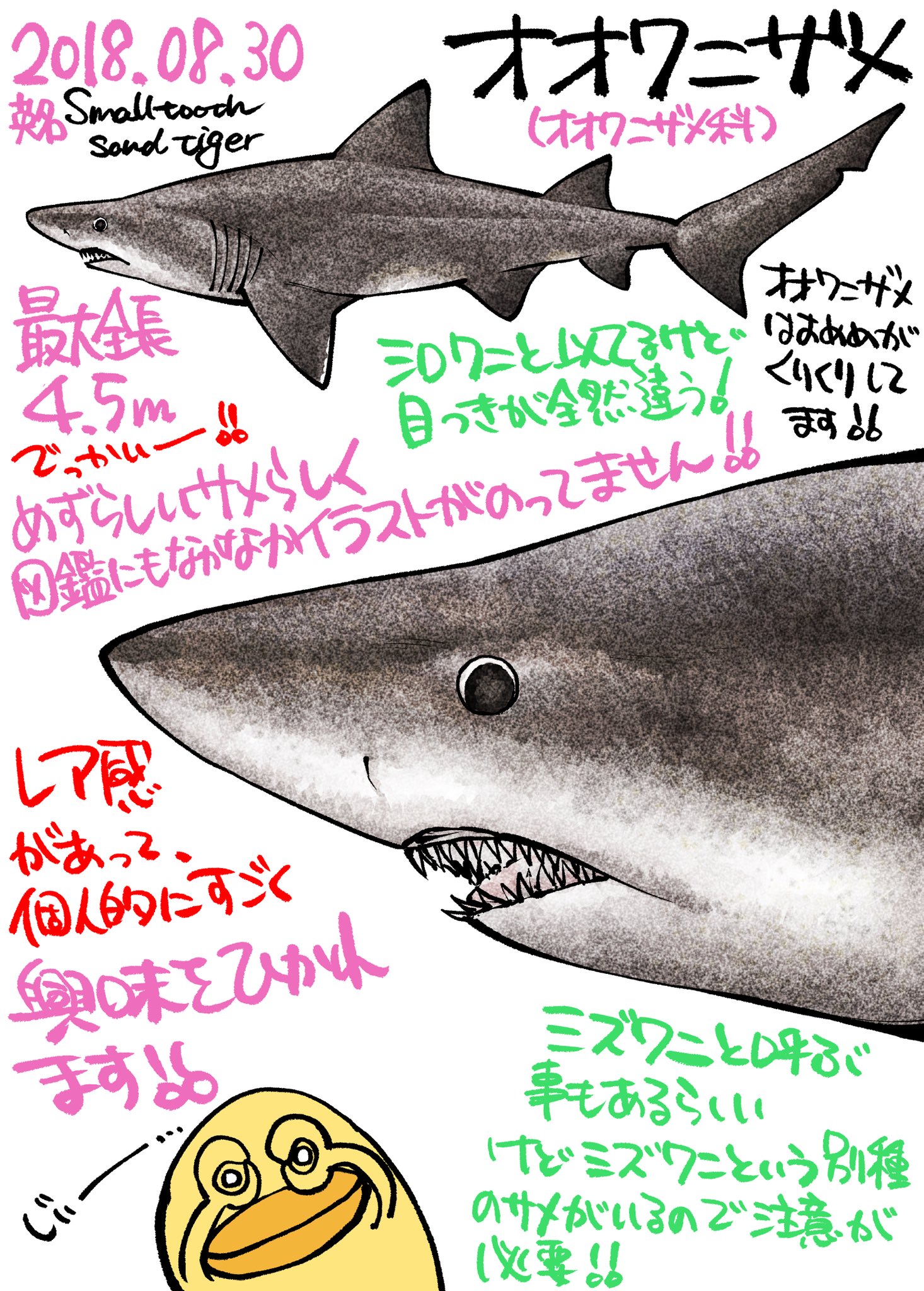 サメ図鑑 Twitter