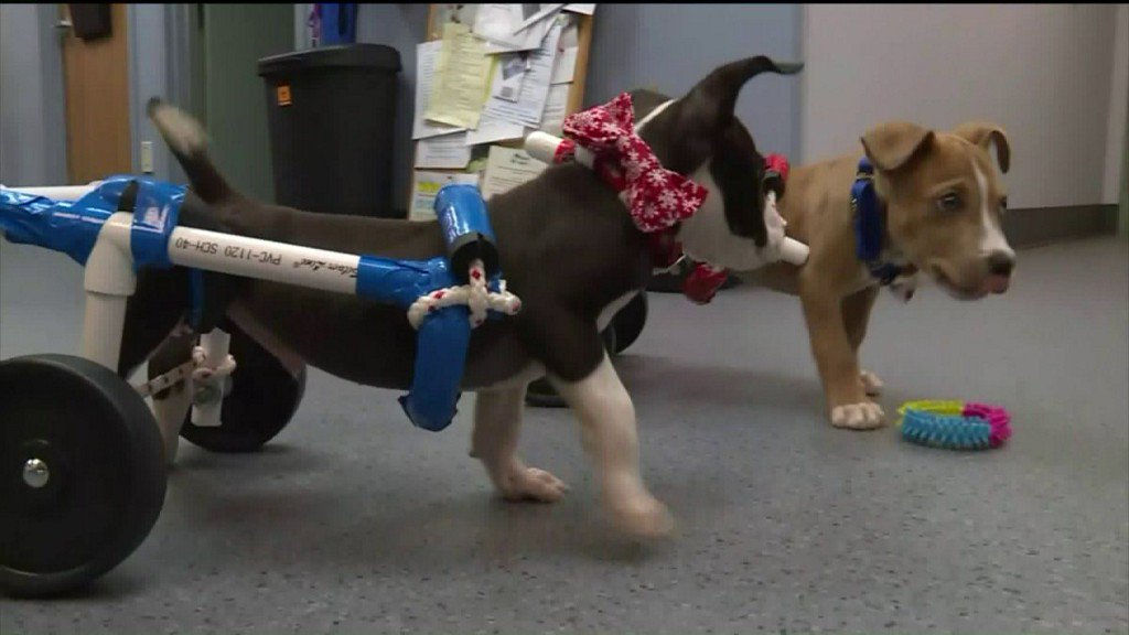 FOX2now's tweet photo. Animal rescue to host benefit to aid 2 very special puppies https://t.co/5d0oXr78Jo https://t.co/dFniIDCKUs