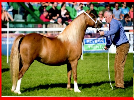 davidda82884126's tweet photo. Merold Ceulan Ponies #welshmountainponies #SectionAWelshPonies #Welshponyandcobsociety https://t.co/vgpb3hpB9p