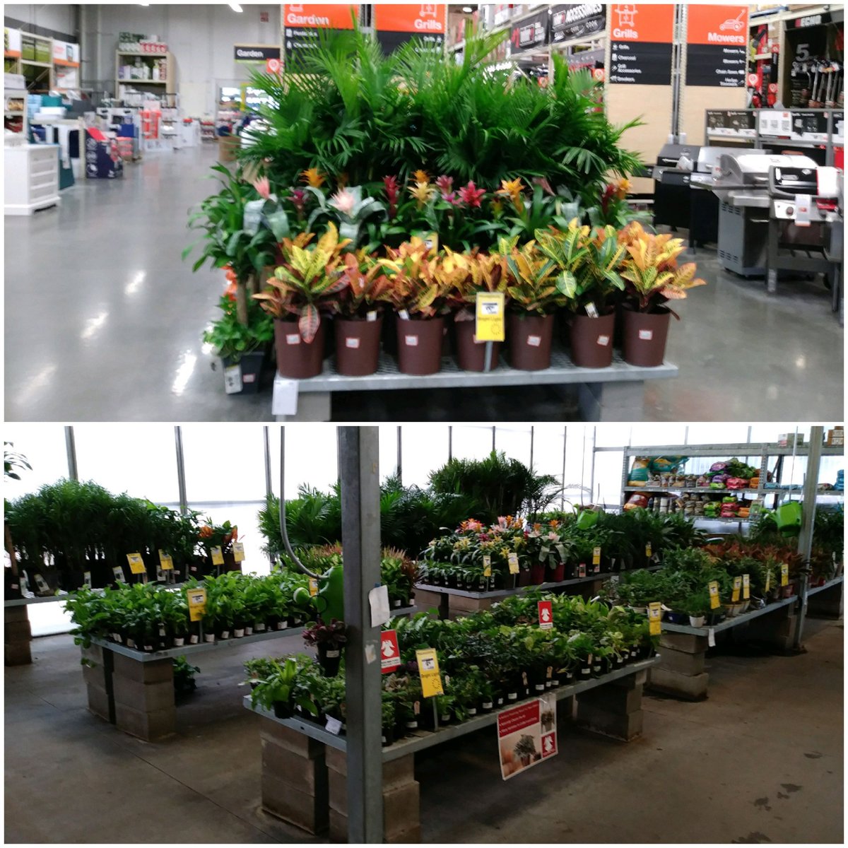 CostaGulf's tweet photo. Tropical presentation @HD#6859 @cathy4plants @bliczwek @CherieVelez75 https://t.co/GEBKR1kew7